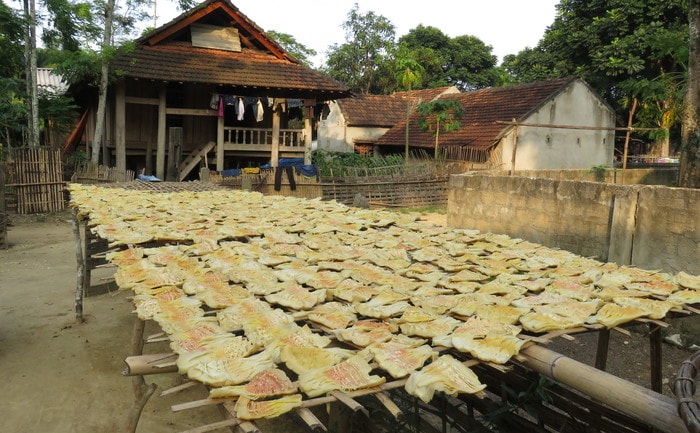 Những giàn phơi măng khô được làm khá cao, đảm bảo sạch sẽ cạnh những ngôi nhà sàn. Mùa măng rừng thường bắt đầu từ tháng 7 đến tháng 10 âm lịch. Măng rừng có rất nhiều loại như măng nứa, măng giang, măng hốc… mỗi loại mọc ở những thời điểm khác nhau. Ảnh: Bé Vinh