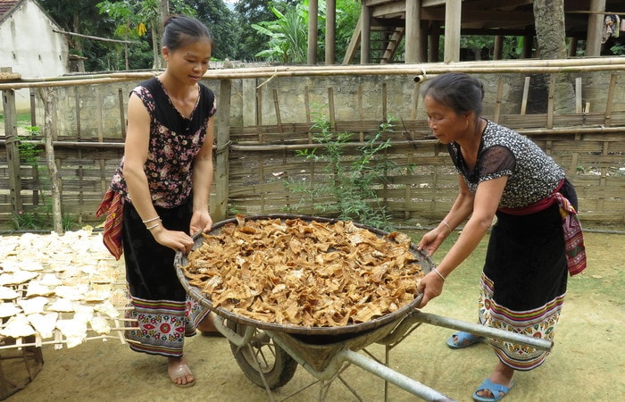 Măng hiện nay đang trở thành mặt hàng đắt khách, phục vụ nên khi phơi khô thường được bán cho các thương lái. Ảnh: Bé Vinh