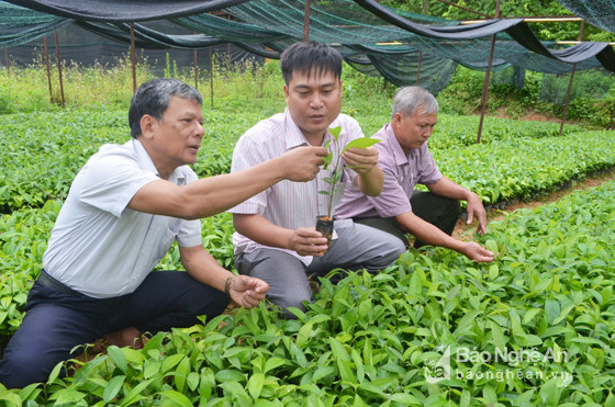 Tháng 7/2017, UBND tỉnh ban hành Quyết định số 2937/QĐ-UBND phê duyệt Đề án trồng cây Quế Quỳ tại huyện Quế Phong giai đoạn 2017 – 2020. Theo đó, diện tích trồng cây