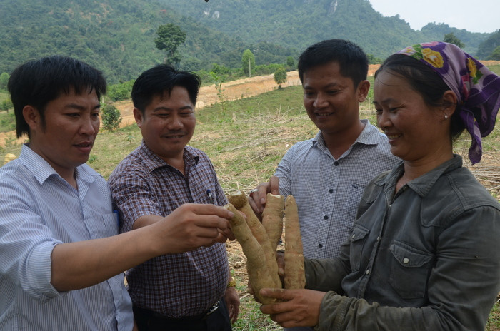 Mô hình trồng sắn nguyên liệu phục vụ nhà máy của hộ dân ở bản Bắc Sơn, xã Môn Sơn (Con Cuông) cho thu nhập khá. Ảnh: Mai Sơn