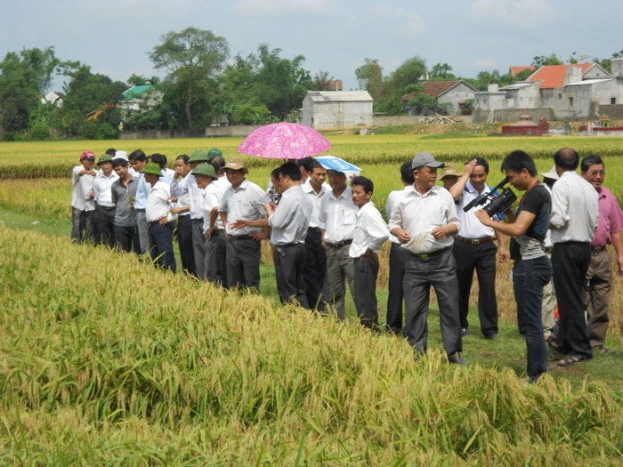 Khảo nghiệm giống lúa chất lượng cao ở Hưng Nguyên. Ảnh Mai Hoa