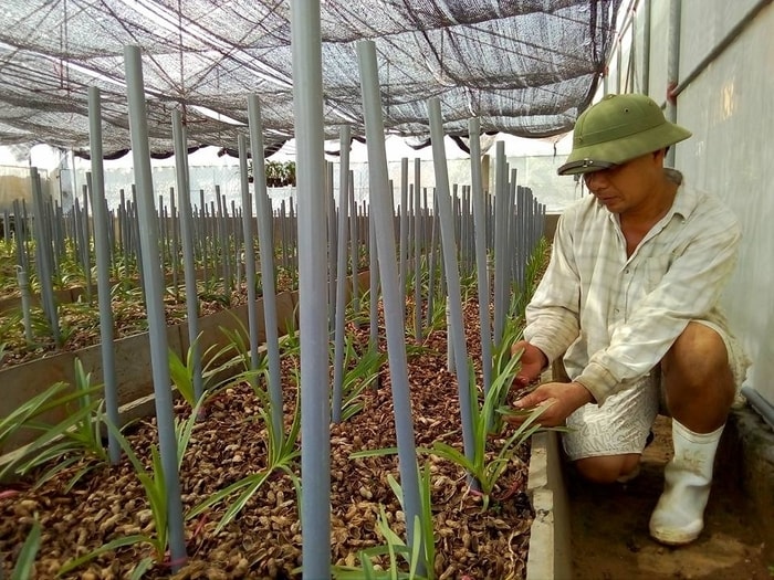 Nhà lưới trồng rau và hoa của ông Ngô Quang Hiếu ở xã Quỳnh Lương, Quỳnh Lưu được đầu tư hiện đại. Ảnh: Như Thủy