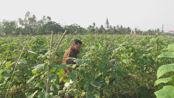 Nông dân Nghi Hoa trồng dưa chuột trên đất hai lúa. Ảnh: N.T