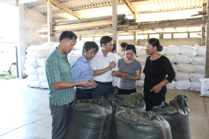 Lãnh đạo huyện Thanh Chương thăm cơ sở chế biến chè ở xã Hạnh Lâm. Ảnh: Minh Chi