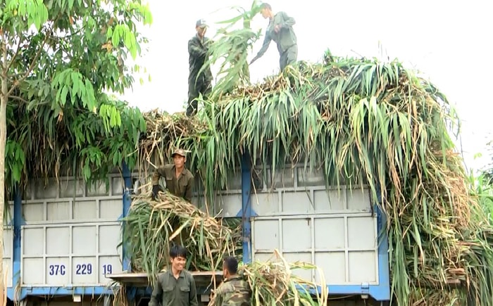 Nhập cỏ cho trang trại bò sữa Vinamilk Nghệ An. Ảnh: Minh Hợp