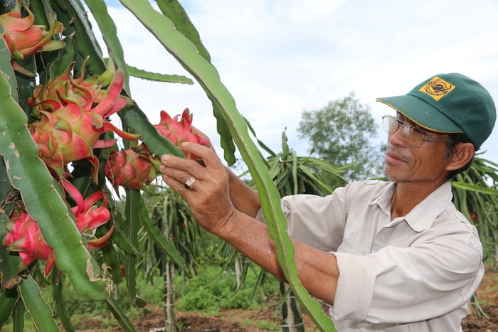 Mô hình trồng thanh long ruột đỏ của ông Đặng Anh Tuấn ở xã Xuân Sơn (Đô Lương). Ảnh: Hữu Hoàn