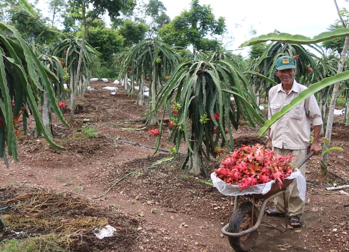 Đây là năm thứ 2 thanh long cho thu hoạch; trên diện tích 1ha ông Tuấn đã có hơn 6 tấn quả, thu về khoảng 160 - 170 triệu đồng.Ảnh Hữu Hoàn