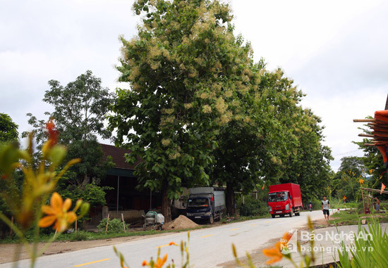 Vào thu cũng là lúc những cây tếch ven Quốc lộ 48 qua xã Châu Bình huyện Quỳ Châu nở hoa. Những cây gỗ quỳ nhập nội này đã được trồng cách đầy 70 năm về trước.