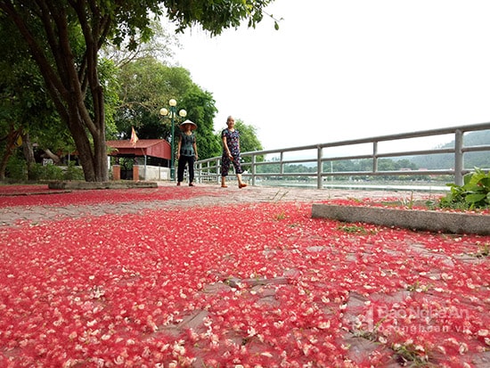 Ven hồ có trồng những cây lộc vừng 