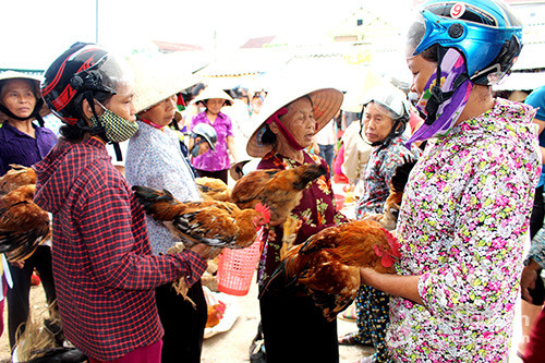  Do mâm cỗ ngày rằm không thể thiếu được xôi gà, nên dịp cận rằm, gà quê được nhiều người tìm mua. Gà cỗ là một trong những mặt hàng “nóng” của chợ rằm.