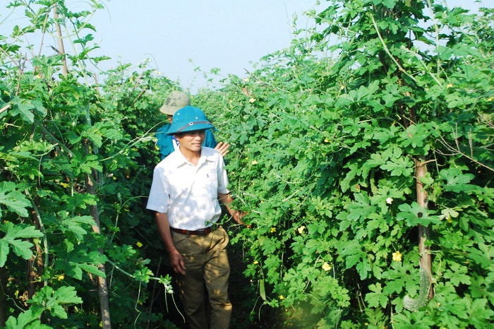 Những cánh đồng mướp đắng ở Nam Anh cho thu nhập cao. Ảnh: Thanh Thủy