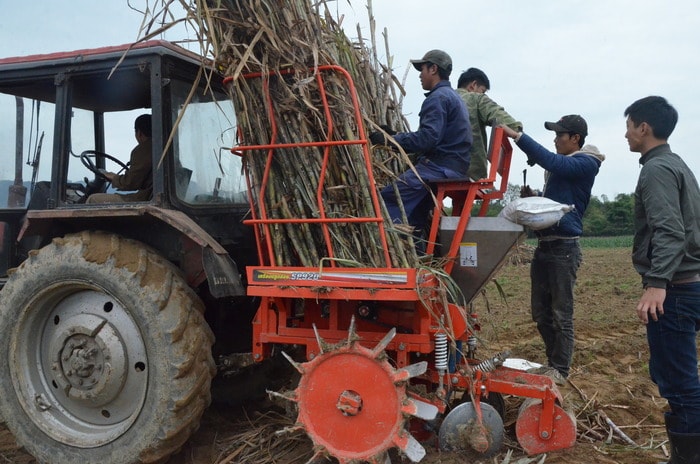 Công ty CP Mía đường Sông Lam ứng dụng công nghệ trồng mía bằng máy, tăng năng suất lên gấp 3 - 4 lần so với trước. Ảnh: Lương Mai