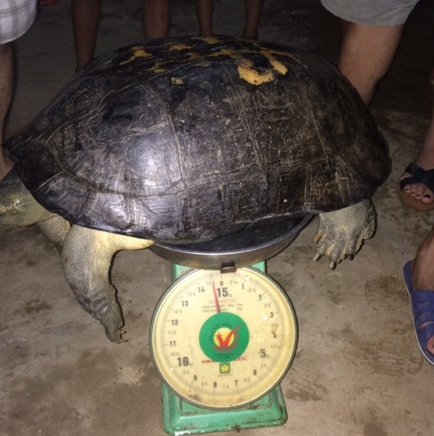 Con rùa nặng gần 15kg. Ảnh: Tân Kỳ