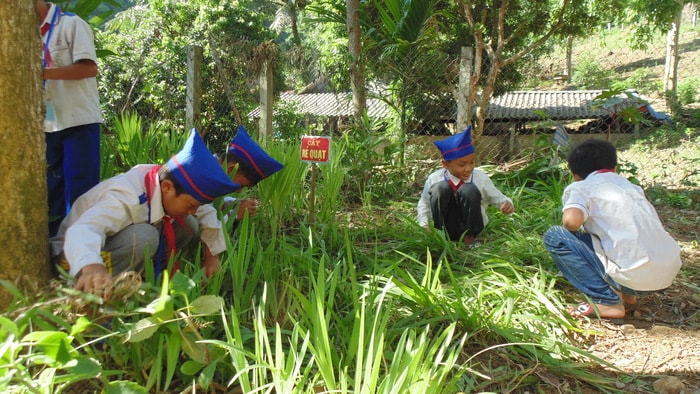 Ngoài giờ học, các bạn nhỏ còn bỏ công chăm só vườn thuốc Nam của  Liên đội. Công việc này không chỉ giúp cho các em biết quý trọng sức lao động mà còn là dịp để các em gần gũi với thiên nhiên, môi trường. Ảnh: Tường Vi