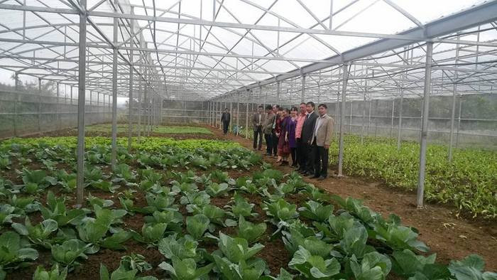 Mô hình trồng rau an toàn tại Xiêng Khoảng (Lào) do tỉnh Nghệ An hỗ trợ. Ảnh: Thu Giang