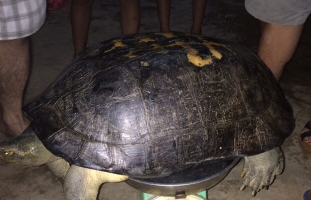 Con rùa nặng gần 15kg đã được ông Sơn phóng sinh. Ảnh: Tân Kỳ