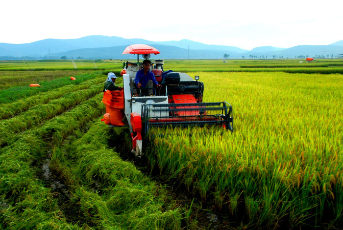 Nông dân Diễn Châu cơ bản hoàn thành thu hoạch lúa hè thu. Ảnh: Mai Giang