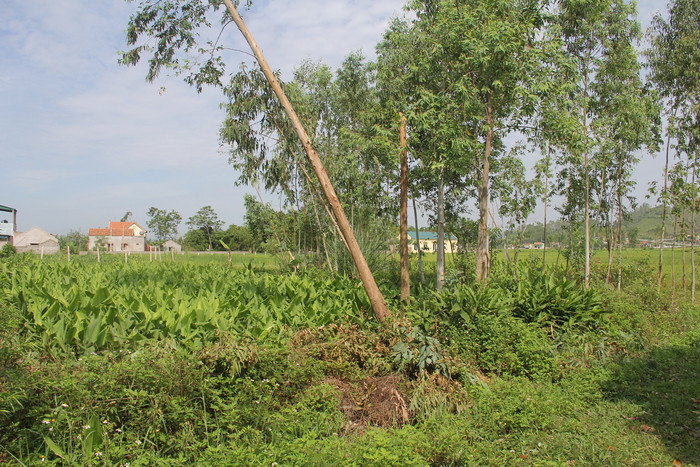 Các thửa đất nông nghiệp tại xứ đồng Tàu Voi đã được người nhận chuyển nhượng đổ đất, trồng cây. Ảnh: L.B