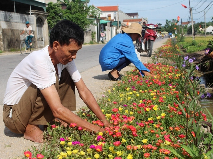 Ông Nguyễn Văn Thái ở xóm 10, xã Quỳnh Hậu cho biết, việc trồng hoa hai bên đường đã góp phần tô thắm thêm vẻ đẹp của quê hương. Bản thân mỗi hộ gia đình đều tự giác ra chăm sóc cho hoa. Như tôi đây chiều nào cũng ra nhặt cỏ, tưới bón để hoa kịp nở vào sáng hôm sau. Ảnh: Việt Hùng