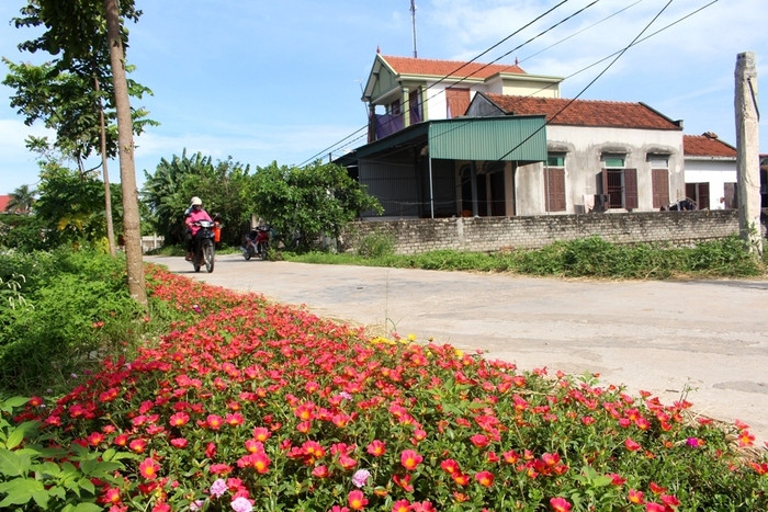 Chị Hồ Thị Tuyết - Chủ tịch Hội LHPN xã Quỳnh Hậu cho biết, phong trào trồng hoa bên đường được đông đảo hội viên hưởng ứng. Sau 2 tháng phát động trồng, hiện nhiều tuyến đường đã nở hoa. Từ khi tuyến đường hoa đồng loạt đua nở, nhiều du khách đi qua đều dừng lại chiêm ngưỡng; có nhiều người còn xin cây về trồng. Ảnh: Việt Hùng