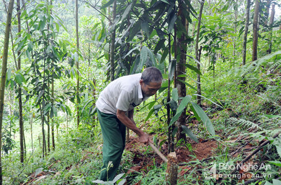 Người dân xã Hạnh Dịch (Quế Phong) chăm sóc rừng quế nguyên liệu. Ảnh: Công Kiên