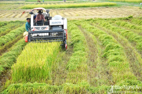 Tận dụng thời tiết nắng nóng, những ngày này toàn bộ diện tích lúa vụ Đông trên địa bàn huyện đã được bà con khẩn trương thu hoạch. Ngoài gặt bằng tay, Đô Lương hiện có  trên 200 máy gặt đập liên hoàn 