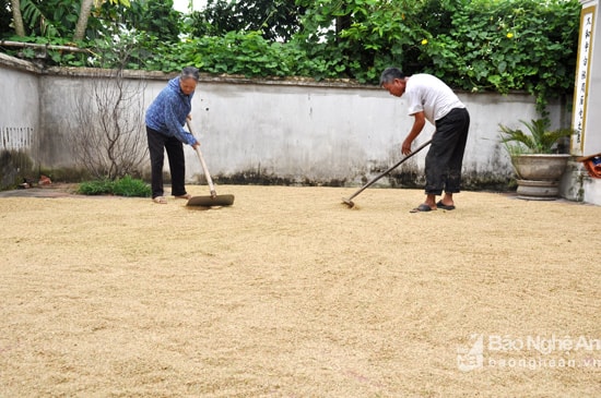 Nhờ máy gặt đập liên hoàn mà gia đình bác Lê Tiến Huấn (Đặng Sơn) có 4 sào lúa khang dân