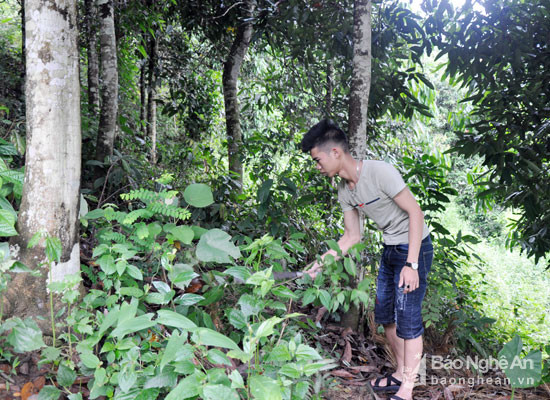 Chăm sóc rừng quế nguyên liệu ở xã Hạnh Dịch (Quế Phong). Ảnh: Công Kiên