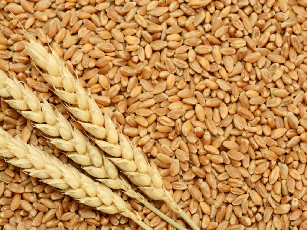 Ăn nhiều lúa mì có thể giúp giảm rủi ro bị ung thư kết trực tràng - Ảnh: Shutterstock