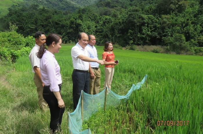 Đồng chí Nguyễn Thanh Hoàng-Phó bí thư Huyện ủy, Chủ tịch UBND huyện kiểm tra dịch bệnh trên cây lúa nước của bà con dân bản