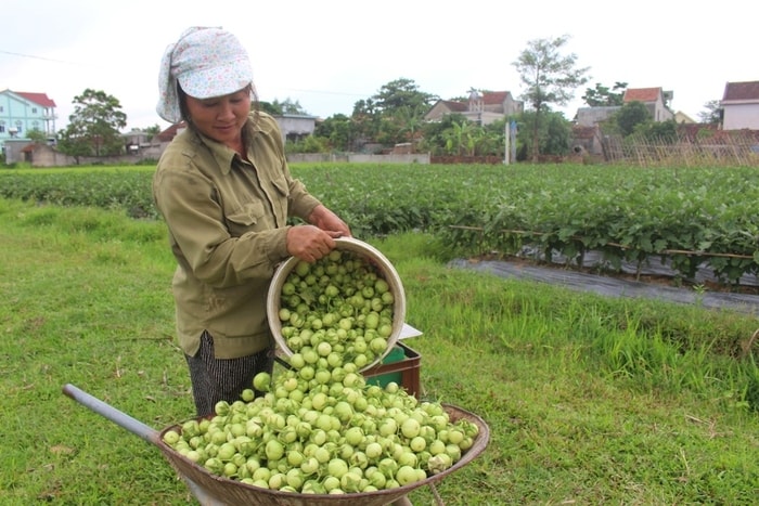 Chị Hồ Thị Hiền ở xã Quỳnh Châu (Quỳnh Lưu) đang thu hoạch cà pháo. Ảnh: Việt Hùng