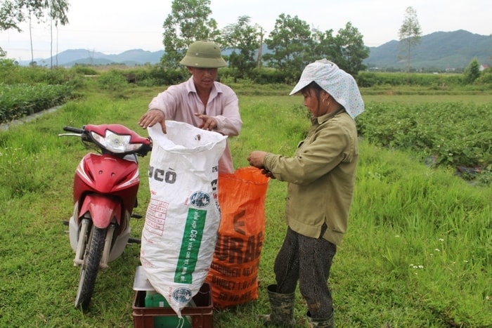 Thương lái đến tận ruộng thu mua cà cho nông dân Quỳnh Lưu. Ảnh: Việt Hùng