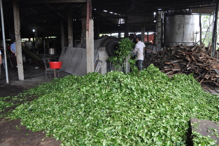 Nghệ An có nhiều cơ sở chế biến chè sử dụng công nghệ lạc hậu. Ảnh: Thu Huyền