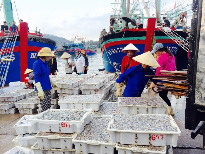 Thu mua cá tại bến cá Lạch Quèn (Quỳnh Lưu). Ảnh: V.H