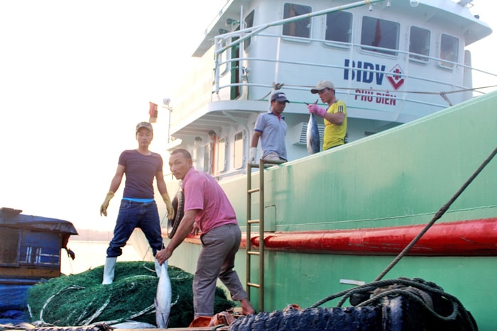 Tàu cá vỏ sắt của ngư dân Nguyễn Văn Phương ở khối Hồng Phong (TX. Hoàng Mai) trúng đậm cá thu. Ảnh: V.H