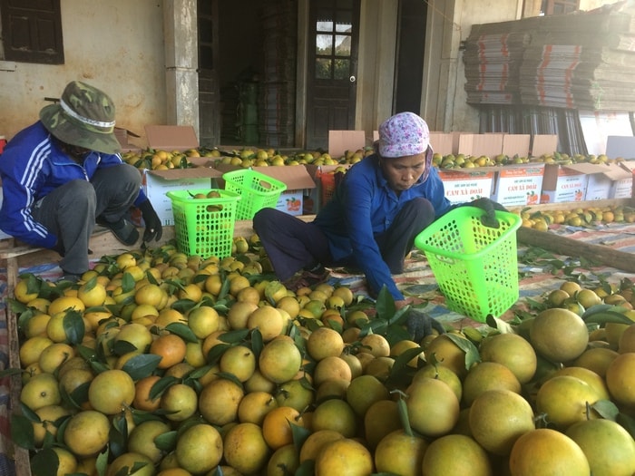 Thu hoạch cam ở trang trại cam Thiên Sơn, xã Đồng Thành (Yên Thành). Ảnh: Phú Hương