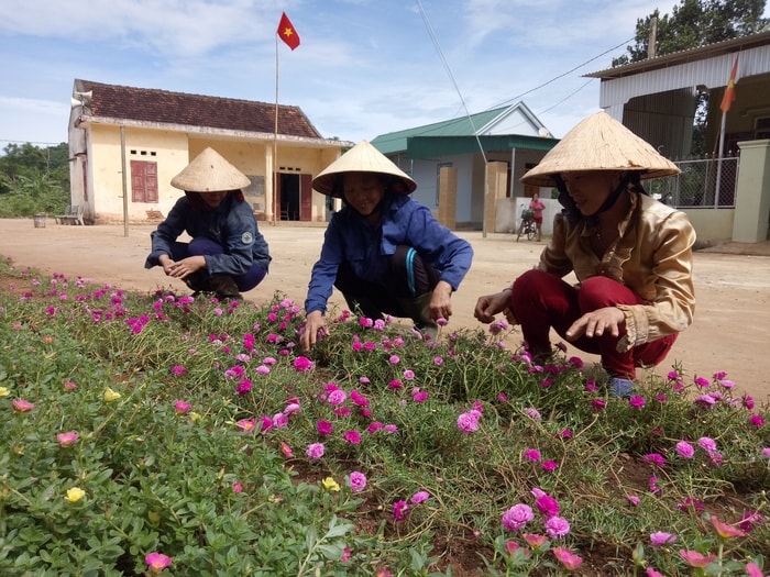 Hội viên phụ nữ xóm Thống Nhất thay nhau chăm sóc hoa mười giờ trước khuôn viên nhà văn hóa xóm. Ảnh: Quang Huy