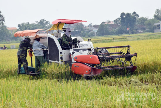 Nông dân Yên Thành đầu tư máy gặt lúa