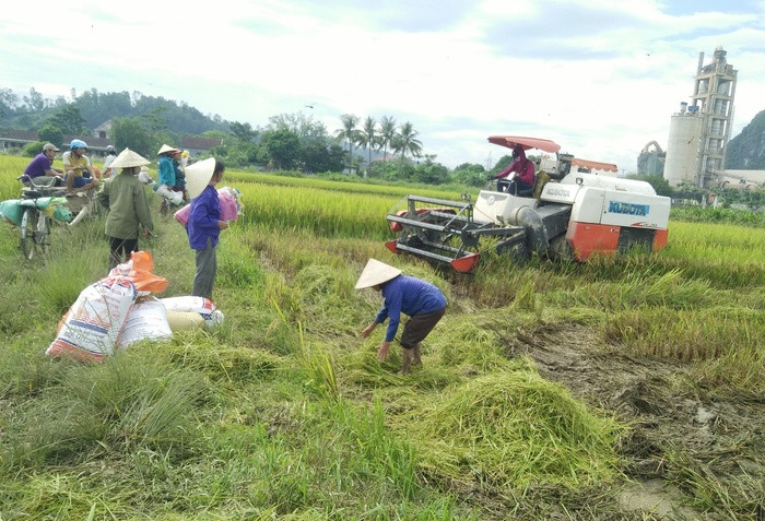 Thời điểm này trên địa bàn huyện Anh Sơn lúa hè thu - mùa đang bắt đầu chín rộ. Trên khắp các cánh đồng, từ sáng sớm bà con nông dân Anh Sơn đã hối hả ra đồng thu hoạch để tránh lụt. Vụ lúa hè thu mùa năm nay, năng suất lúa của huyện đạt 40 - 45 tạ/ha.