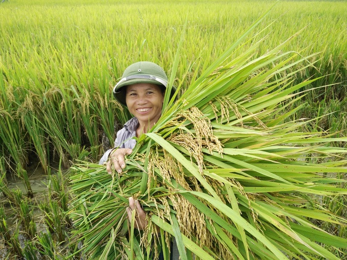 Mặc dù thời tiết năm nay không mấy thuận lợi, nhưng nhờ gieo trỉa đúng lịch thời vụ, bà con nông dân tập trung chăm sóc nên năm nay năng suất lúa ở Anh Sơn bình quân đạt từ 40- 45 tạ/ha. Ảnh: Thái Hiền