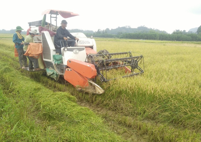 Bà con Nông dân Anh Sơn huy động máy gặt liên hoàn đẩy nhanh tiến độ thu hoạch lúa hè thu tránh lụt. Ảnh: Thái Hiền