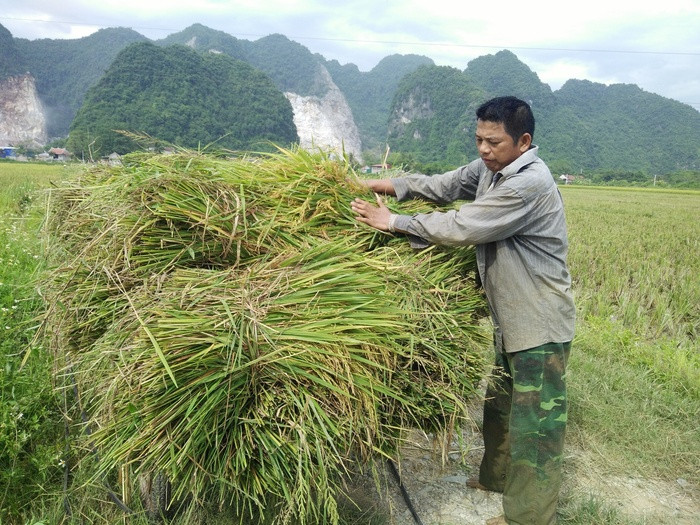 Hiện lúa chín đến đâu bà con thu hoạch đến đó để chuẩn bị làm vụ đông. Đối với những vùng thấp trũng, làm hè thu chạy lụt thì chỉ cần chín khoảng 80% là có thể thu hoạch để né tránh thiên tai. Ảnh: Thái Hiền