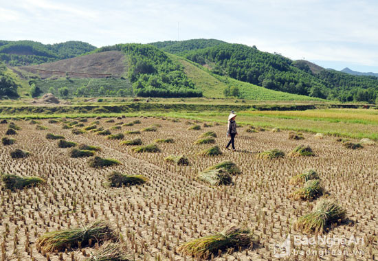 Toàn xã Ngọc Lâm (Thanh Chương) có gần 20 ha lúa hè thu, hiện tại đã chín rộ và bà con nông dân đang vào mùa thu hoạch. Ảnh: Công Kiên