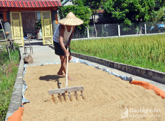 Con cháu ra đồng gặt lúa, người già ở nhà giúp bằng cách rải lúa ra phơi