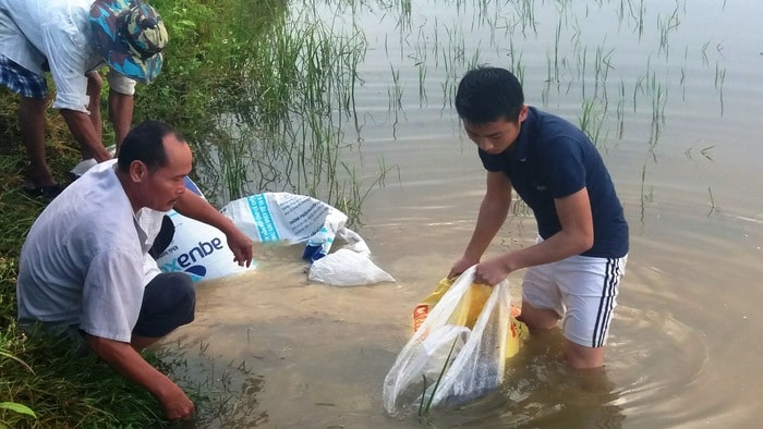 Gia đình ông Nguyễn Đức Phúc xóm 5, xã Hưng Thịnh (Hưng Nguyên) thả nuôi cá trên ruộng lúa.