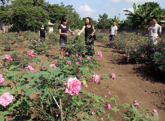 Người chơi hoa ở các tỉnh phía Bắc tìm về vườn hoa của chị Trương Thị Thu Hương để tìm mua: Ảnh Quang Huy