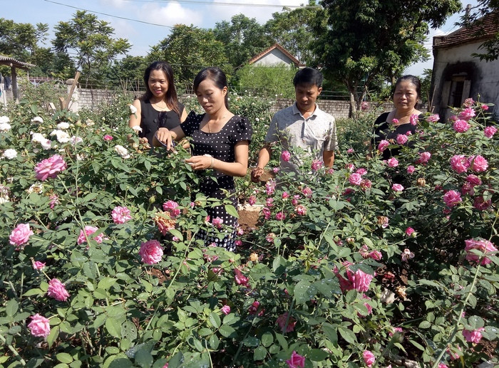 Chị Hương đang hướng dẫn khách hàng về cách chăm sóc hoa hồng. Ảnh: Quang Huy
