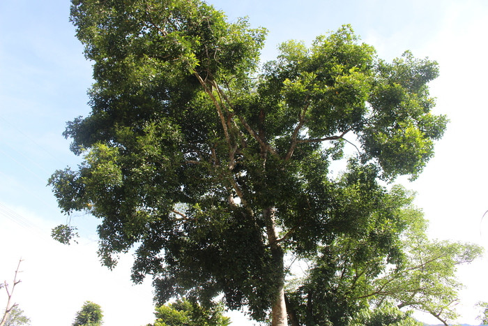 1.Người Thái ở Tương Dương gọi là có chả uốm (Tức là cây chả uốm), đây là loại cây thân gỗ, cây to cao, tán lá rộng, nhiều cây có chiều cao tới 20-30m. Ảnh: Đình Tuân