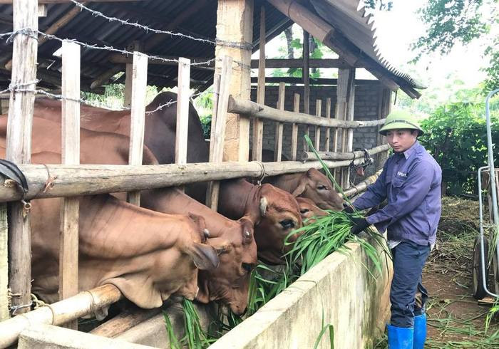 Mô hình đàn bò nhốt của gia đình anh Lê Mạnh Cường ở làng Tân, xã Nghĩa Lạc (Nghĩa Đàn); mỗi năm cho thu nhập từ 40 - 50 triệu đồng. Ảnh: Minh Thái