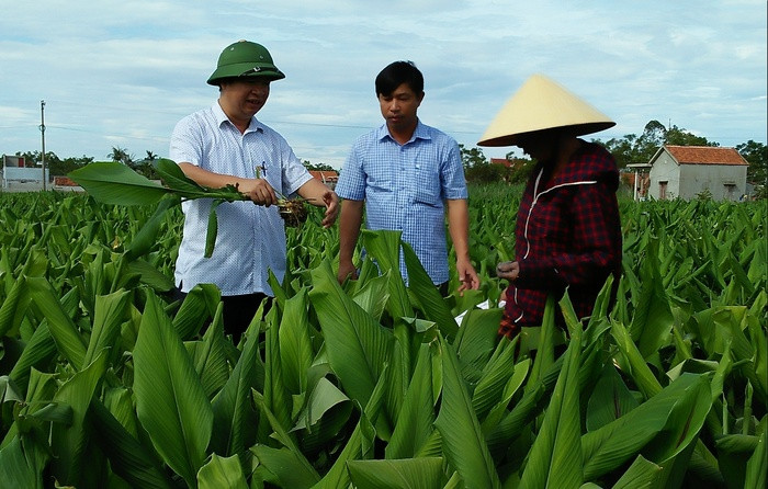 Được luân luyển về làm Bí thư Đảng ủy xã Quỳnh Vinh (TX. Hoàng Mai), đồng chí Hồ Sỹ Tùng đã chỉ đạo địa phương chuyển đổi hơn 260 ha đất kém hiệu quả sang trồng nghệ.